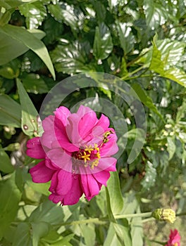 praying mantis camouflage in zinnia flowers