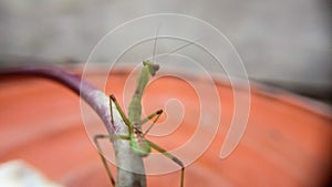 The praying mantis is a carnivorous animal