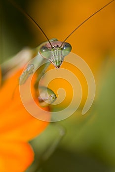 Praying Mantis, Chinese Mantis