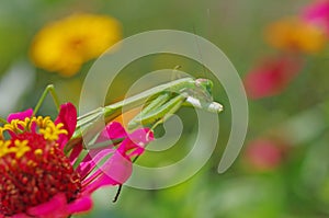 Praying mantis cleaning its foreleg