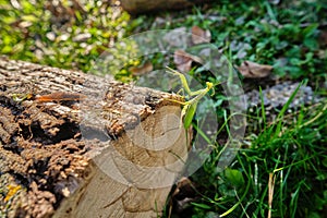 Praying mantis climbing the side of a cut log