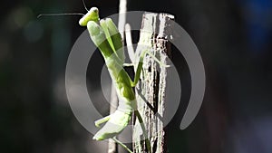 Praying Mantis clings to a twig