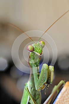 Praying Mantis Close up