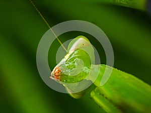 Praying mantis close up