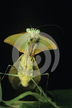 Praying Mantis close-up