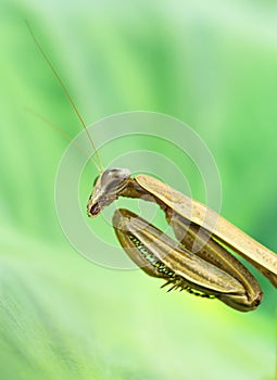 Praying mantis close-up