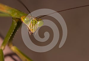 Praying mantis close up