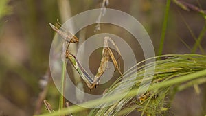 Praying Mantis Close Up photo