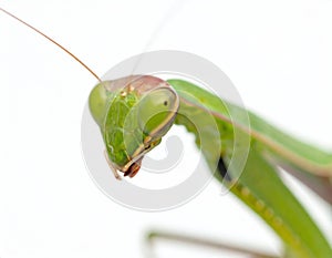 Praying Mantis Close-up: Face of a Predator
