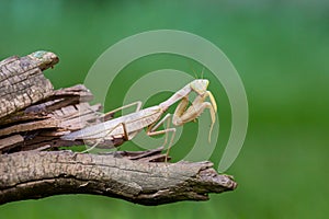 Praying mantis close up on green background