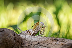 Praying mantis close up on green background
