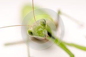 Praying Mantis Close Up