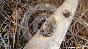 Praying mantis close up praying mantis eggs on the branch -Pile of mantis closeup mantis Hunting animal, insect, insects, bugs, bu