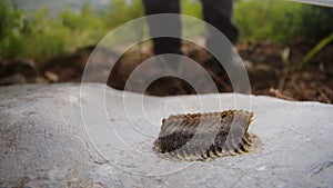 Praying mantis close up praying mantis eggs on the stone - Pile of mantis closeup mantis Hunting animal, insect, insects, bugs, bu