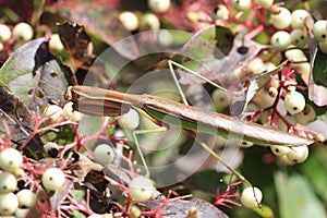 Praying Mantis close up side view