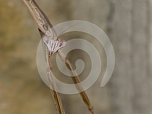 Praying mantis closeup