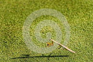 Praying Mantis with cockroach on grass