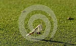 Praying Mantis with Cockroach