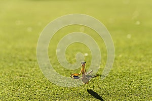 Praying Mantis with cockroach on grass