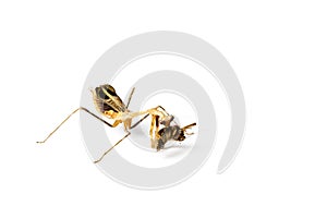 Praying mantis and cockroach