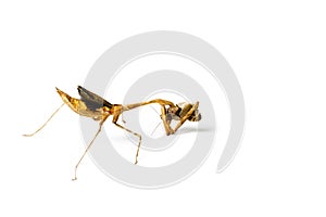 Praying mantis and cockroach