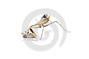 Praying mantis and cockroach