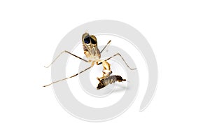 Praying mantis and cockroach