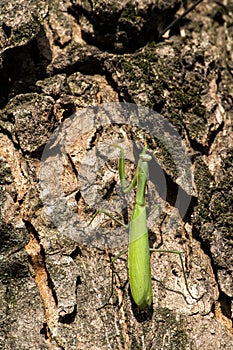 Praying mantis is crawling on a tree bark. Mantis religiosa