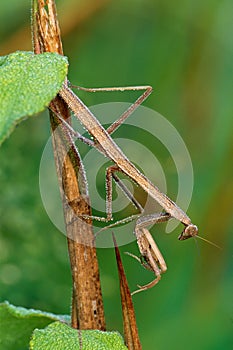 Praying Mantis with Dew