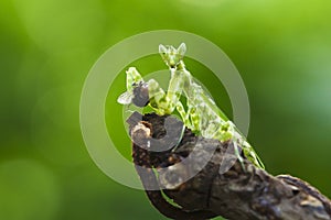 The praying mantis eating