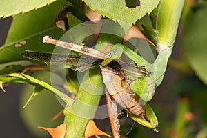 Praying mantis eating a cicada Macro photography. Close up look.
