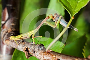 Praying Mantis eating a cricket