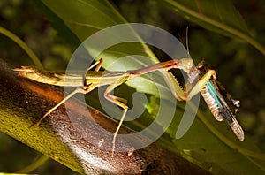 Praying Mantis eating a cricket