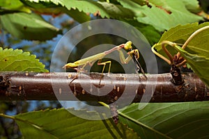 Praying Mantis eating a cricket