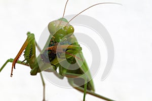 Praying mantis