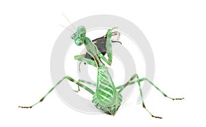 Praying mantis eating a fly isolated on white