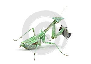 Praying mantis eating a fly isolated on white