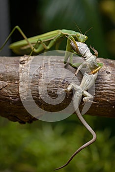Praying mantis eating lizard - Mantis religiosa photo