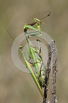 Praying mantis eating and mating