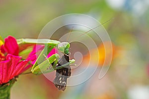 Praying mantis eating a moth