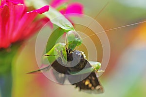 Praying mantis eating a moth