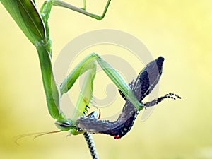 Praying mantis eating a wall lizard