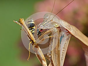 Praying Mantis Eating a Wasp
