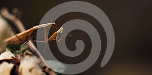 Praying mantis eating a yellow fly on a dry plants. Colored,