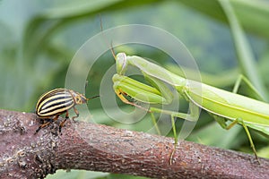 Praying mantis eats the Colorado potato beetle in nature. Macro