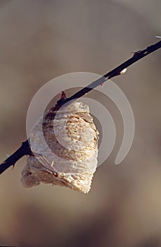 Praying Mantis Egg Case