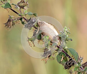 Praying Mantis Egg Case on Plant Stem