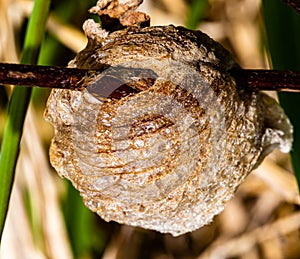 Praying mantis eggs nest or pods