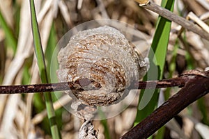 Praying mantis eggs nest or pods