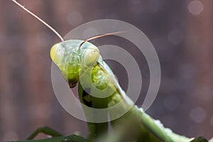 Praying Mantis